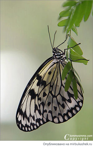 Скромная бабочка