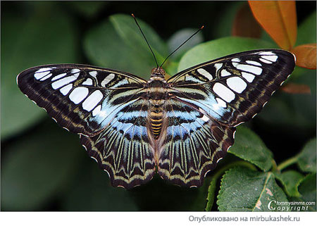 Голубая бабочка из Малазии
