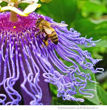 Пчела и пассифлора